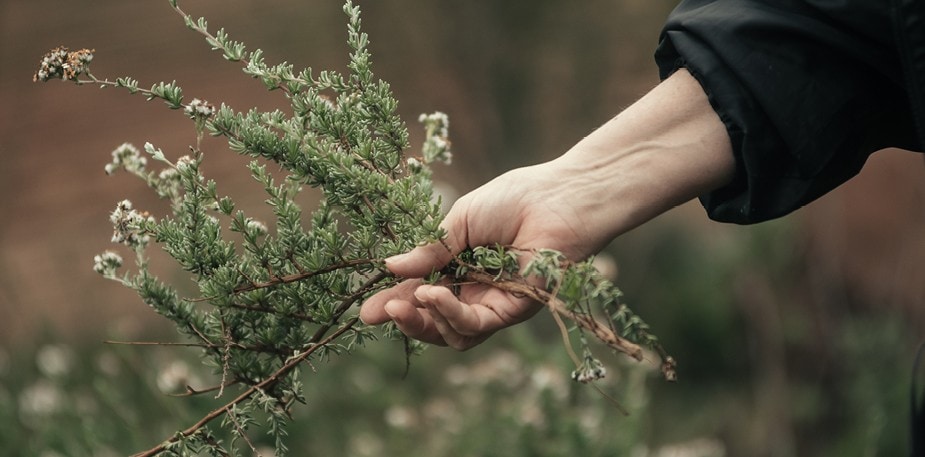 2 South African Restaurants Foraging Their Way to the Top